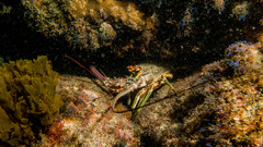 Smoothtail Spiny Lobster