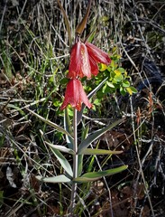 Fritillaria gentneri
