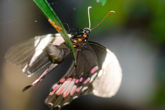 Heraclides anchisiades