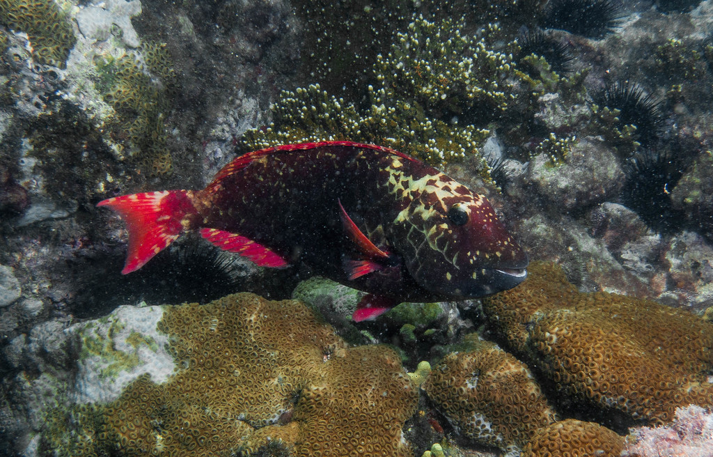 Agassiz's Parrotfish