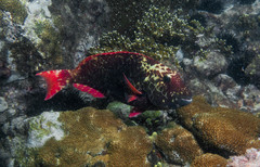 Agassiz's Parrotfish photo 3