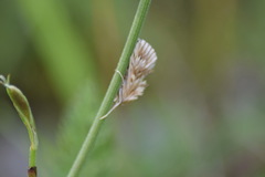 Cynaeda dentalis