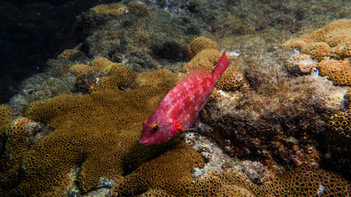 Tuiupiranga parrotfish (Sparisoma tuiupiranga) — Scaridae