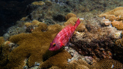 Greenblotch Parrotfish photo 2