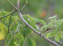 Acrocephalus palustris