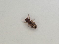 Salpingidae