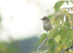 Acrocephalus palustris