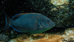 Reef Parrotfish photo 3