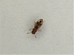Salpingidae