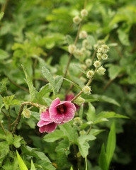 Hibiscus diversifolius rivularis