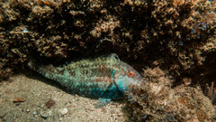 Greenblotch Parrotfish photo 1