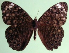 Hamadryas atlantis atlantis