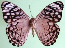 Hamadryas atlantis atlantis