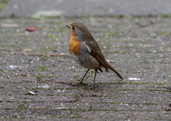 Erithacus rubecula