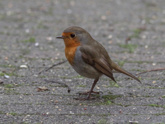 Erithacus rubecula