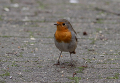 Erithacus rubecula