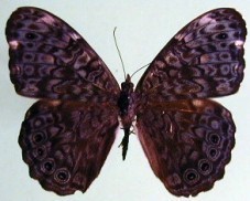 Hamadryas atlantis atlantis