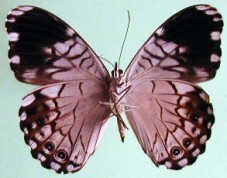 Hamadryas atlantis atlantis