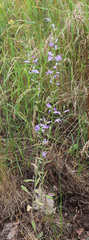 Campanula rapunculus lambertiana