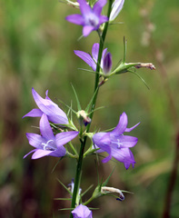 Campanula rapunculus lambertiana
