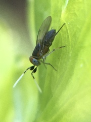 Anagyrus