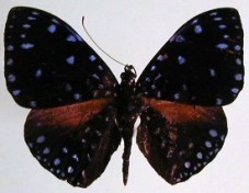 Hamadryas laodamia saurites
