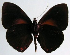 Hamadryas laodamia saurites