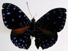 Hamadryas laodamia saurites