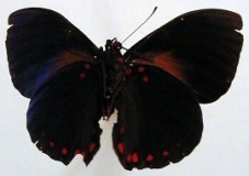 Hamadryas laodamia saurites