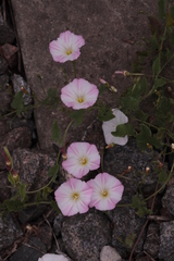 Convolvulus arvensis