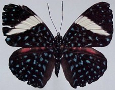 Hamadryas laodamia saurites