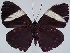Hamadryas laodamia saurites