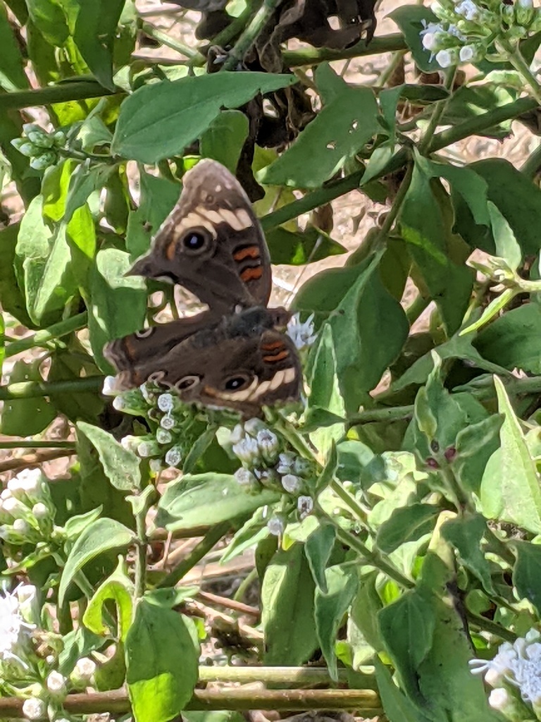 Pacific Mangrove Buckeye