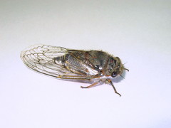 Tettigades ulnaria