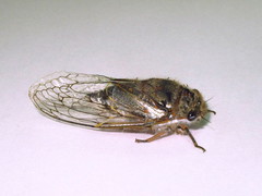 Tettigades ulnaria