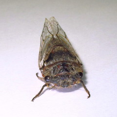 Tettigades ulnaria