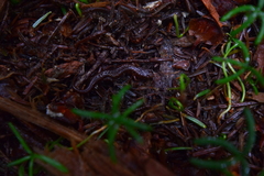 Desmognathus wrighti