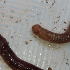 Lumbricus terrestris