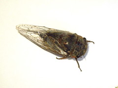 Tettigades ulnaria