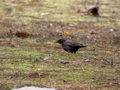 Sturnus unicolor