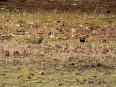 Sturnus unicolor