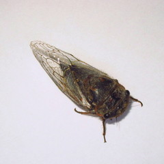 Tettigades ulnaria