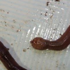 Lumbricus terrestris