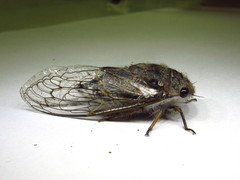 Tettigades ulnaria