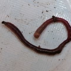 Lumbricus terrestris