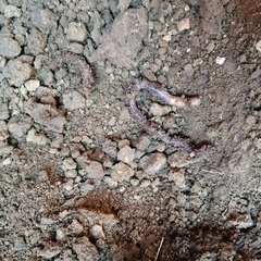 Lumbricus terrestris