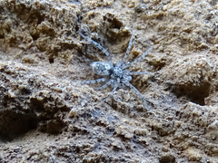 Oecobius maculatus