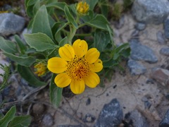 Heliopsis annua