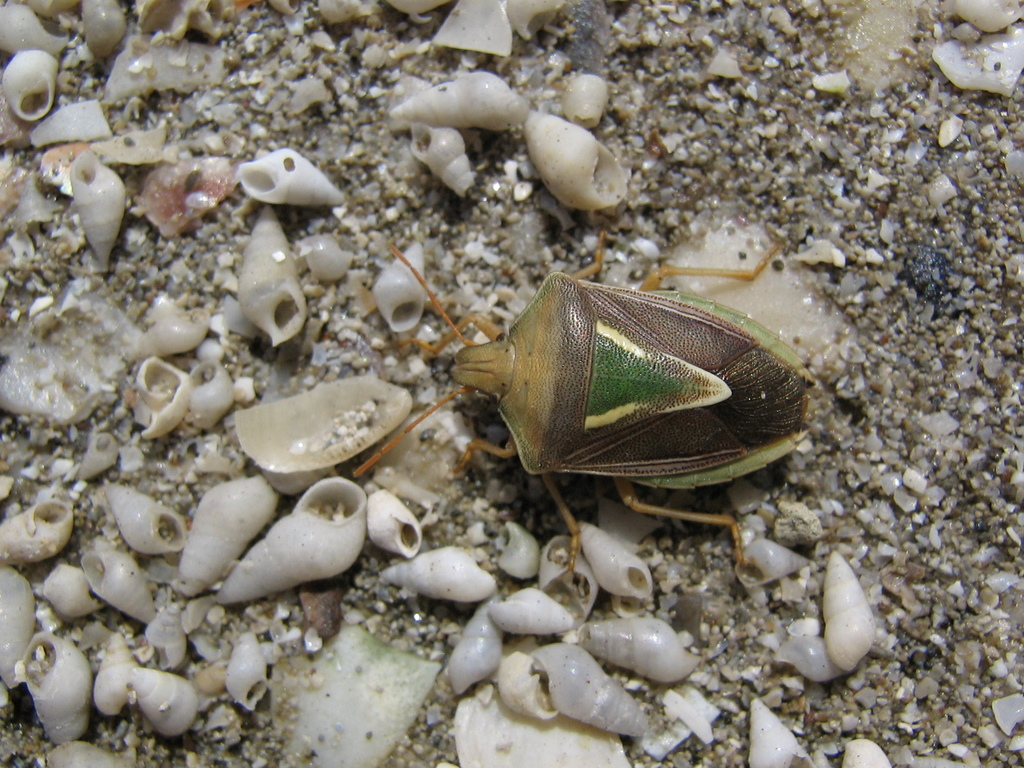 Acledra serrana
