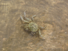 Cyrtograpsus angulatus